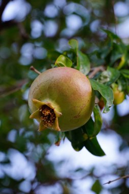 Fresh autumn fruit full of vitamins and nutrients, ripe pomegranate fruit hanging on the branch of a pomegranate tree clipart