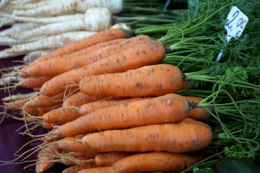 Uzun kırmızı havuç kökü sebze hasadı ve organik olarak böcek ilaçları olmadan yetişiyor.