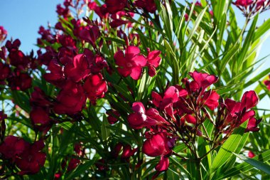 Dalmaçyalı geleneksel dekoratif bitki kırmızısı Oleander güneşli bir günde