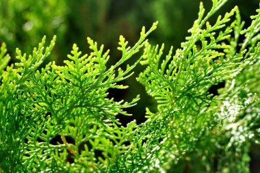 Yeşil selvi yaprakları güneş ışınlarıyla parlıyor ve aydınlanıyor.