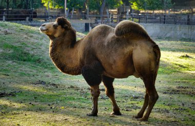 Old dromedary camel standing and posing on the lawn at the zoo clipart