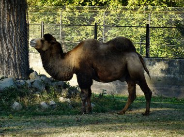 İki hörgüçlü deve çimlerin üzerinde duruyor ve hayvanat bahçesinde dinleniyor.