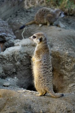 Şirin genç bir lemur poz veriyor ve hayvanat bahçesindeki ininin önünde duruyor.