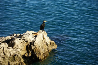 Bir kara ördek kuşu, bir deniz yırtıcısı, deniz kıyısındaki bir kayada güneşleniyor.