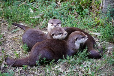 Martens bebekleri hayvanat bahçesinde kapana kısıldı. Yerde yatan tatlı kestane ağaçları.