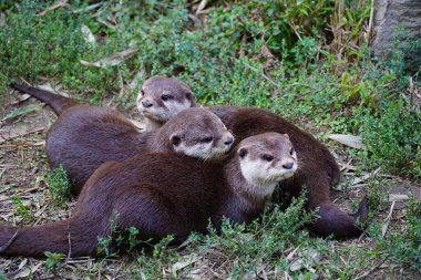 Çimlerin üzerinde sevimli küçük bebek martiniler oynuyor.