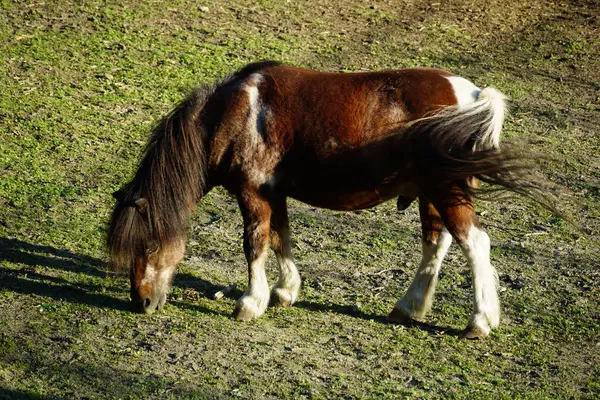 Küçük midilli at yeşil bir çayırda otlanıyor.