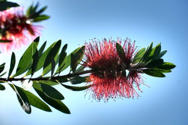 Şaşırtıcı Callistemon ya da şişe fırçası çiçek açan ağaç bir şişe fırçası gibi