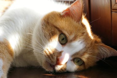 Evcil, kızıl bir kedinin başı bir eve hapsedilmiş.