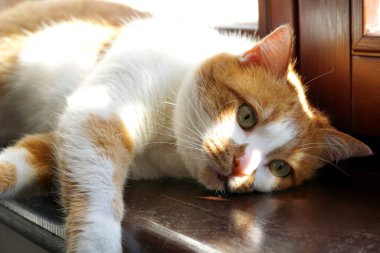 Sevimli evcil kedi ev penceresinde uzanıyor ve uykuya dalıyor.