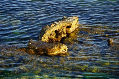 Kireçtaşı kayalıkları, berrak ve şeffaf denizden yükseliyor.
