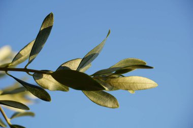 Olea europaea ya da mavi arka planda küçük yeşil yapraklı zeytin dalı