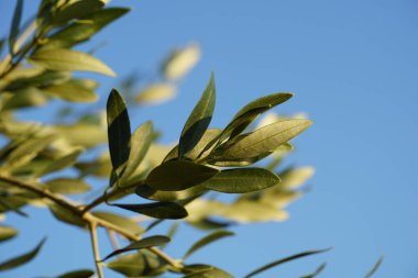 Mavi arka planda Hırvat Dalmaçya 'sında Olea europaea veya zeytin ağacı dalı
