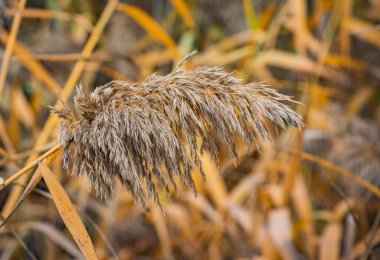 Sonbaharda sarı yapraklı kabarık baston tohumları
