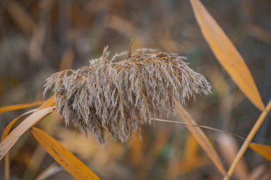 Sonbaharda sarı yapraklı kabarık baston tohumları