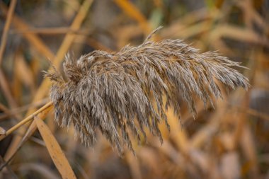 Sonbaharda sarı yapraklı kabarık baston tohumları