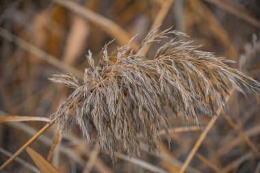 Sonbaharda sarı yapraklı kabarık baston tohumları