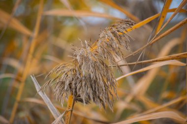 Sonbaharda sarı yapraklı kabarık baston tohumları