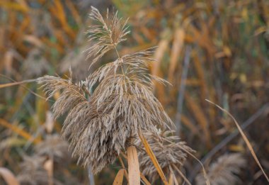 Sonbaharda sarı yapraklı kabarık baston tohumları