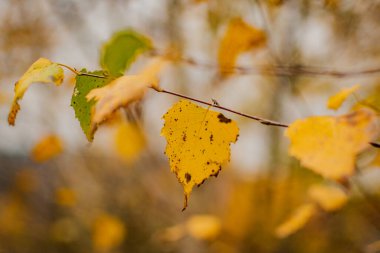 Bir huş dallı sonbahar manzarası
