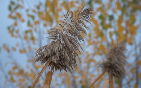 Fluffy Nasiona Trzciny Cukrowej Żółtymi Liśćmi Jesienią — Zdjęcie stockowe