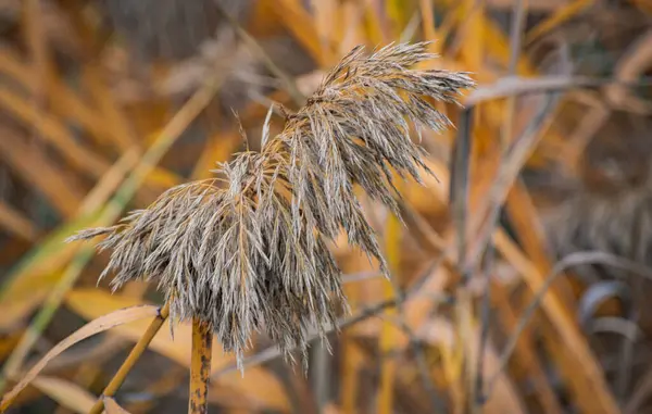 Fluffy Cane Seeds Yellow Leaves Autumn — Stock Photo, Image