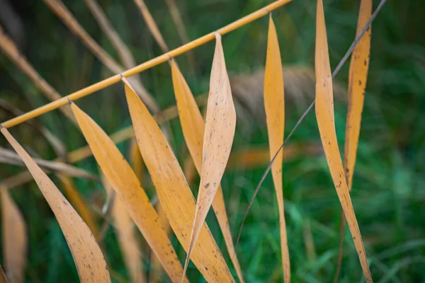 Flauschige Rohrkerne Mit Gelben Blättern Herbst — Stockfoto