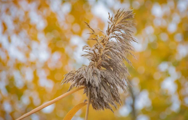 Fluffy Cane Seeds Yellow Leaves Autumn — Stock Photo, Image