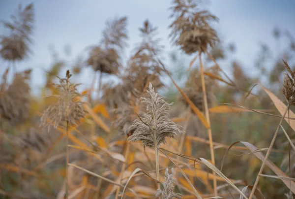 Пушистые Семена Тростника Желтыми Листьями Осенью — стоковое фото