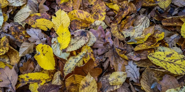 Viele Umgestürzte Blätter Bergwald — Stockfoto