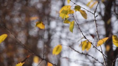 Sonbaharda güneş ışınlarında bir dalda ayrılır.