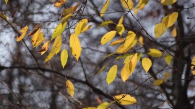 Sonbaharda güneş ışınlarında bir dalda ayrılır.