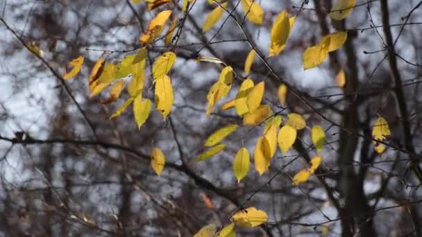 Liście Gałęzi Promieniach Słońca Jesienią — Wideo stockowe