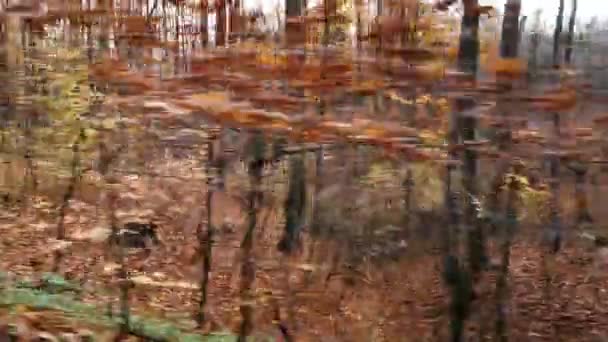Pojazd Terenowy Przejeżdża Przez Jesienny Las Górski — Wideo stockowe
