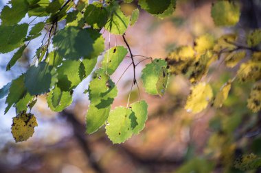 Sonbaharda güneş ışınlarında bir dalda ayrılır.