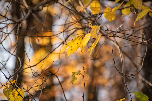 Bladen Gren Solens Strålar Hösten — Stockfoto
