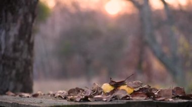 Terk edilmiş bir bahçede, masada elmalarla dolu manzara.