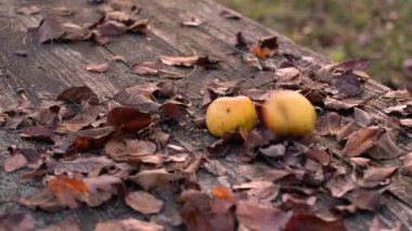 Terk edilmiş bir bahçede, masada elmalarla dolu manzara.