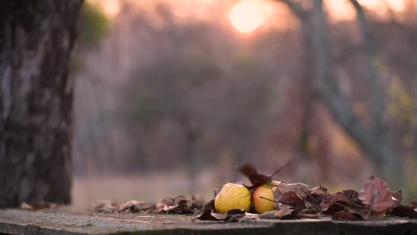 Paysage Avec Des Pommes Sur Une Table Dans Jardin Abandonné — Video