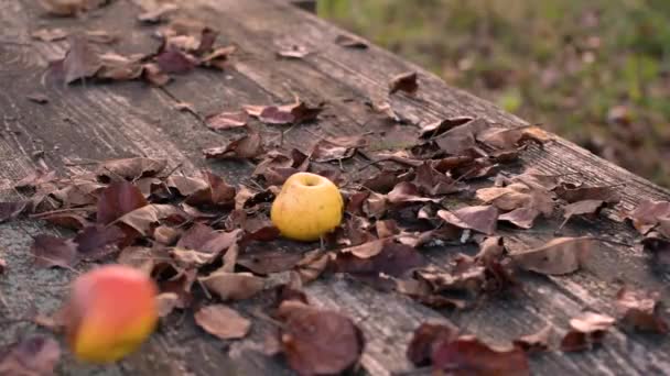 Landscape Apples Table Abandoned Garden — Stock Video