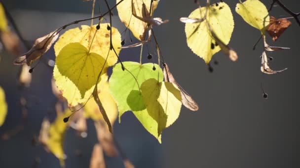 Landscape Leaves Seeds Linden Branch — Stock Video