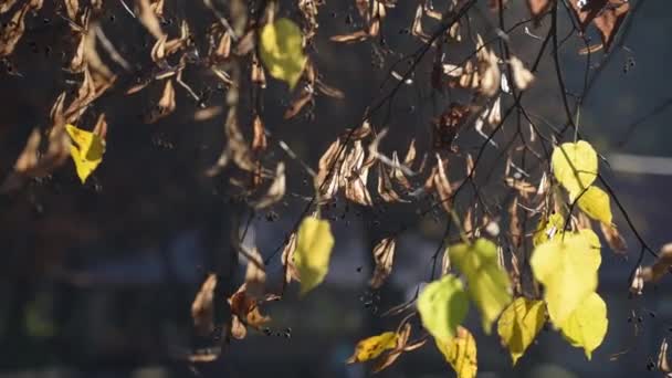 Τοπίο Φύλλα Και Σπόρους Από Κλαδί Φλαμουριάς — Αρχείο Βίντεο