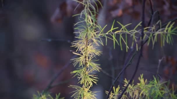 山林中的幼小落叶松 — 图库视频影像