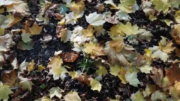 Gelbe Ahornblätter Bedecken Den Boden — Stockvideo