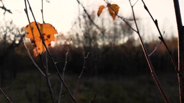 背光下的白桦树枝干叶子的景观 — 图库视频影像