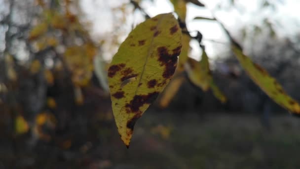 Żółty Liść Gałęzi Kołysze Się Wietrze — Wideo stockowe