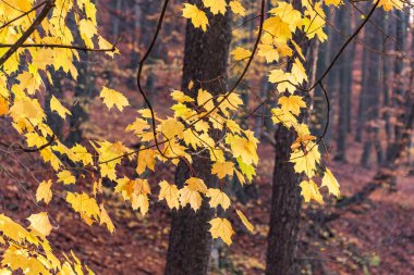 Kocaman bir akçaağacın sarı yaprakları.