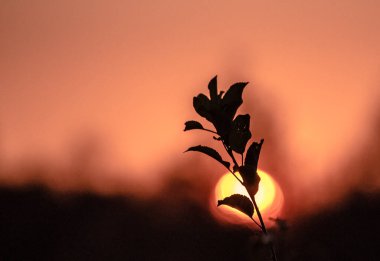 Günbatımında bir dağ ormanının sonbahar manzarası