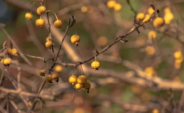 Altın Yaban Arısı Elma Ağacının Dallarında Sarı Meyveler — Stok fotoğraf