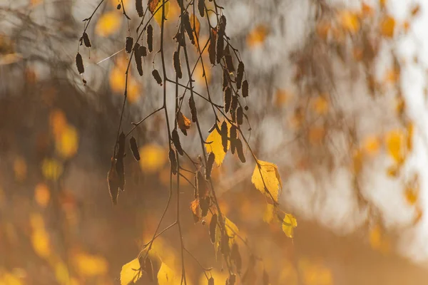 Paisagem Outono Dia Ensolarado Através Folhas Vidoeiro — Fotografia de Stock